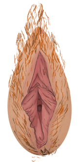 Vulva